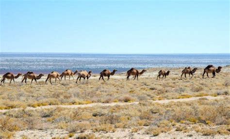 Aral Sea Tour Caravanistan