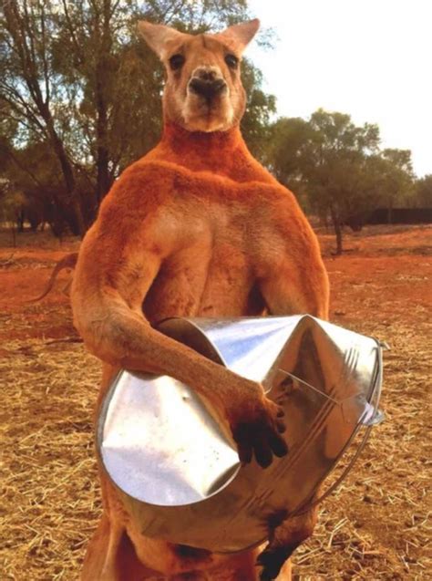 Australian favourite, Roger the ripped kangaroo, dies aged 12 | 15 ...