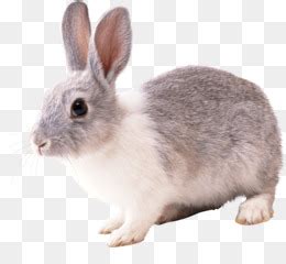 Angora Coelho Fundo Png Imagem Png Coelho Branco Coelho De Imagem