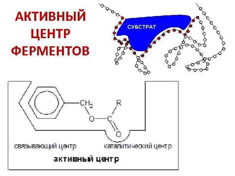 Биохимия белков и ферментов Структурные единицы белков