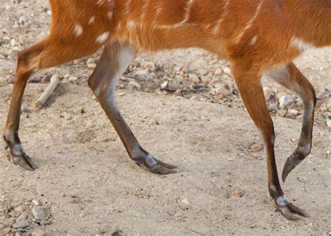20 Facts About Sitatunga: Africa's Swamp-Dwelling Antelope ...