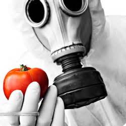 GMO tomato | HS Blog