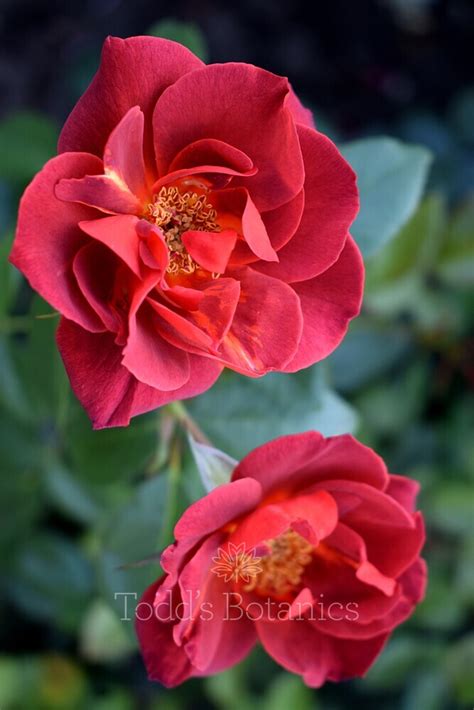 Rosa Hot Chocolate Todd S Botanics