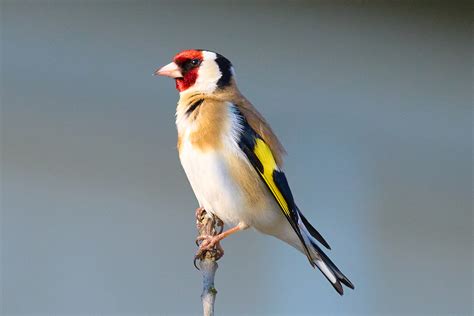 der Stieglitz (Carduelis carduelis) Foto & Bild | tiere, natur-makros ...