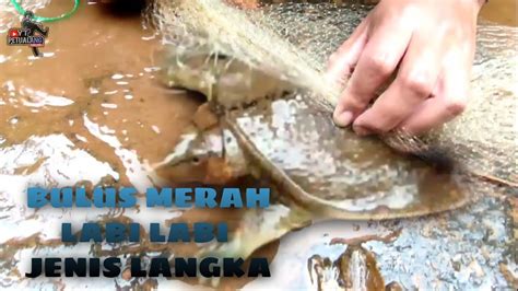 Menjala Di Parit Kecil Pakai Jala Mini Seru Abis Netfishing Youtube