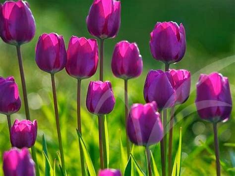 14 best bunga tulip images on Pinterest | Bunga tulip, Tulips flowers and Beautiful flowers