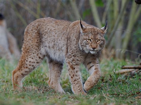 Eurasischer Luchs (Forum für Naturfotografen)