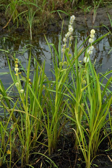 Sparganium Emersum Unbranched Bur Reed