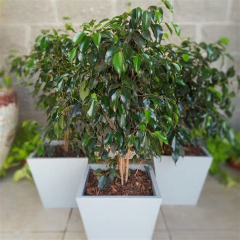 Ficus Benjamina Comprar En Vivero Mario