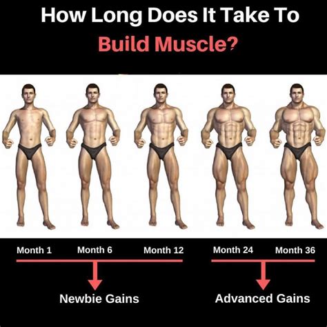 How Long Does It Take To Build Muscle The Time Frame In Which You