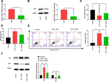 IRF2 Knockdown Attenuates The LPS Induced Injury In HK 2 Cells A