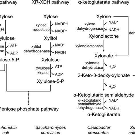 The Natural Metabolic Pathways Of Xylose In Various Microorganisms Pk Download Scientific