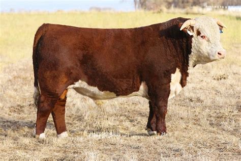 Horned Hereford Bulls