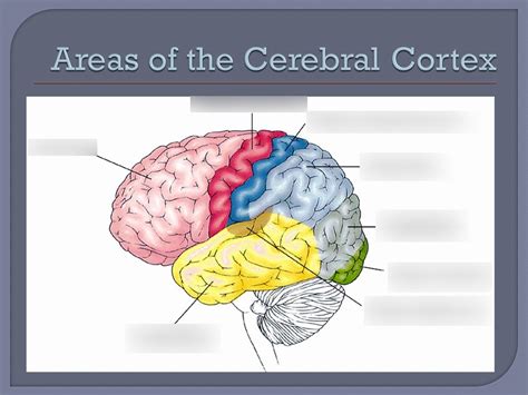 Areas Of The Cerebral Cortex Diagram Quizlet