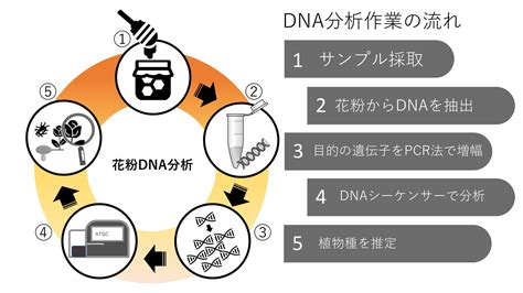 Dnaメタゲノム解析 バイオインサイト株式会社