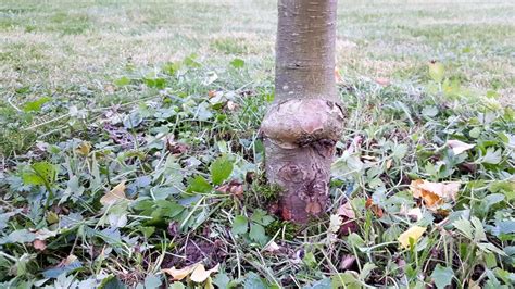 Pflanzhinweise Bei Obstb Umen So Pflanzen Sie Ihren Obstbaum Richtig