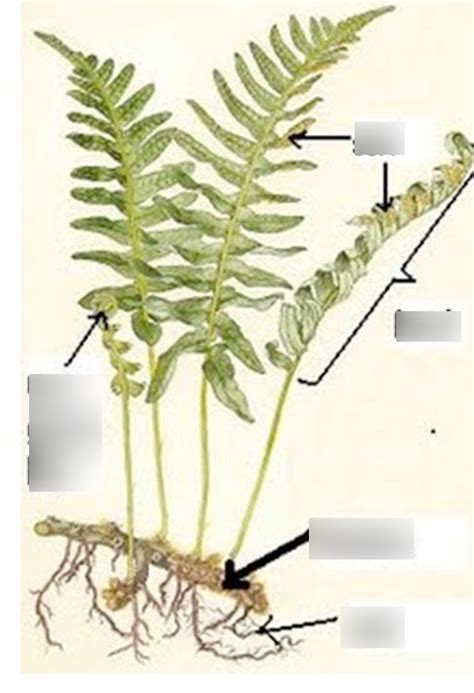 Fern Anatomy Diagram Quizlet