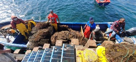 Pescadores De Caleta Cifuncho Logran Primera Cosecha De Ostiones Y