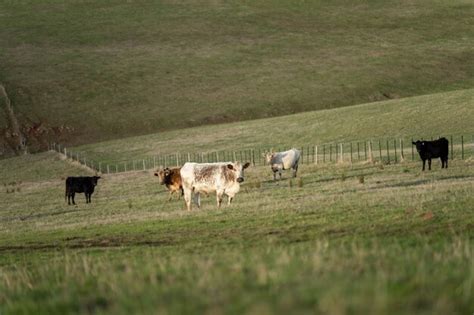 Premium Photo Sustainable Livestock Farming In Australia Regenerative