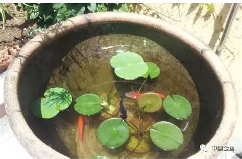 網友家養的魚太美了，這樣養缸養水，你也是古法養魚大師！ 每日頭條