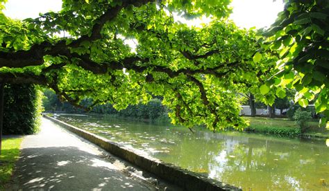 Park Tree Green Free Photo On Pixabay Pixabay