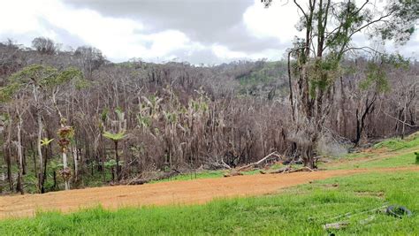 Rainforest Recovery Landholders Driving Change