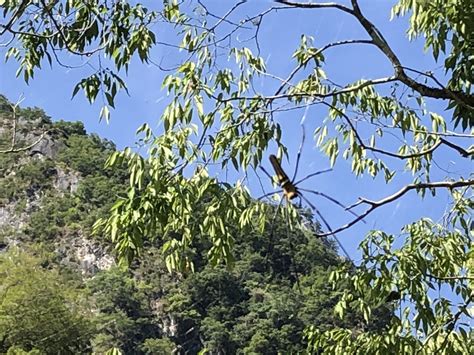 Giant Golden Orbweaver From Central Cross Island Highway Sioulin