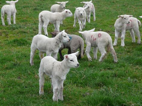 How To Prepare Lamb Bottle And Feed The Lamb
