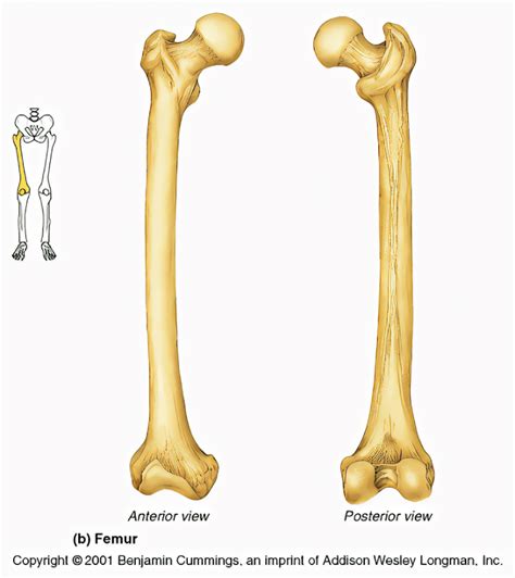 Femur Landmarks Diagram Quizlet