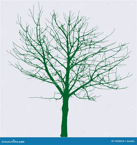 Naked Green Tree Stock Illustrations 340 Naked Green Tree Stock