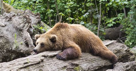 Dlaczego niektóre zwierzęta zapadają w sen zimowy