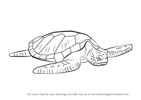 How to Draw a Green Turtle (Turtles and Tortoises) Step by Step ...