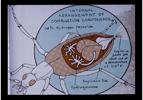 The Biomimicry Manual: what can the Bombardier beetle teach us about ...