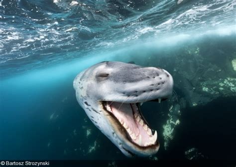 Big Animals – Leopard Seals, Antarctica