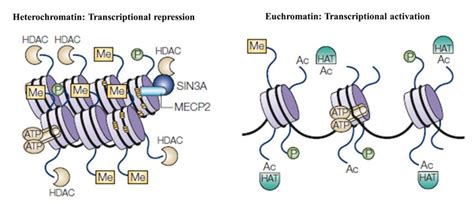 Transcription is regulated by chromatin state. Closed chromatin state ... 