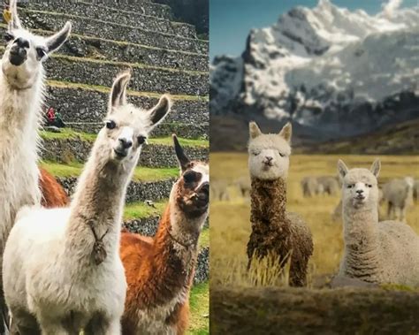 Alpaca Vs Llama Difference Between Alpaca And Llama Andean Travel