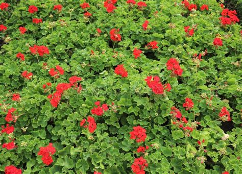 Fondo De Flores Y Hojas De Geranio Rojo En Primavera Imagen De Archivo