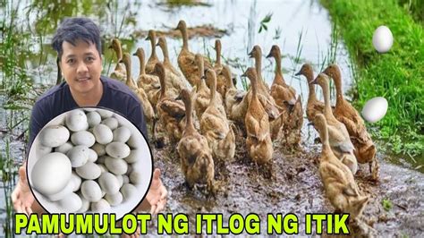 Pamumulot Ng Itlog Itik Sa Pilapil Dumarami Na Itlog Ng Itik Youtube