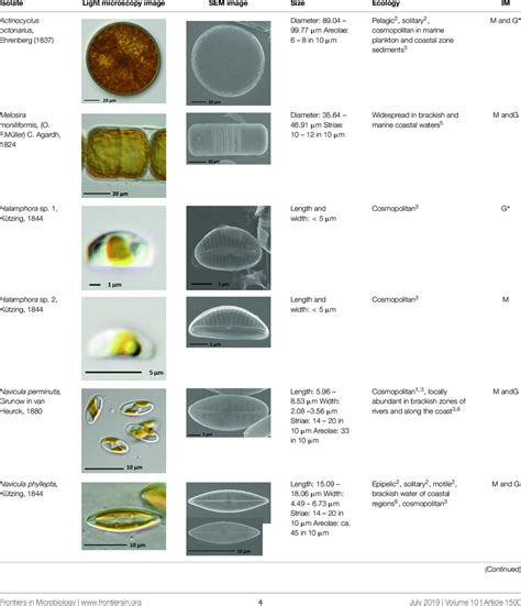 Morphological And Ecological Characteristics Of Eight Different Diatom