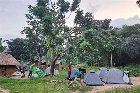 Bonobos Expedition In The Forest Of Congo Drc Lomako Reserve