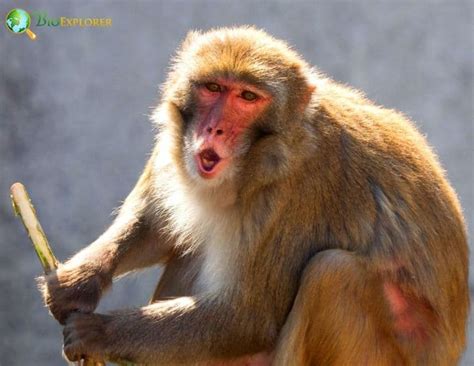 Rhesus Macaque Characteristics | Macaca Mulatta Diet & Facts