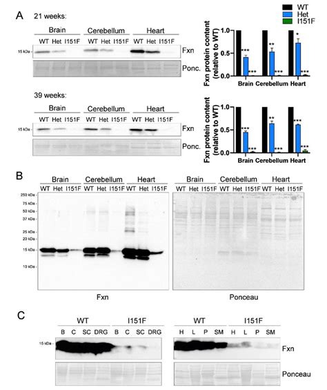 Fxn I F Mice Present Decreased Frataxin Content A Relative Mature