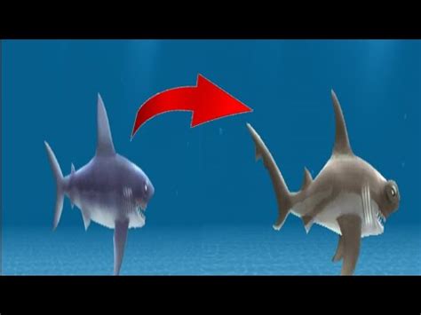 jugando Hungry Shark Evolution Obtendremos el tiburón martillo YouTube