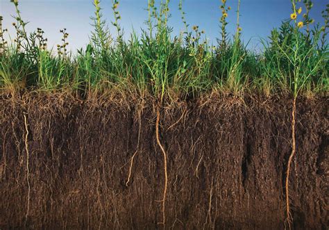 Terres Arables Restaurer La Richesse Des Sols Science Et Vie