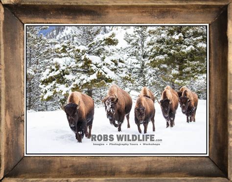 Frosty The Bison Snow Covered Bison Buffalo In Snow By Robs Wildlife