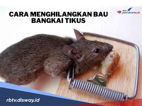 Cara Jitu Dan Ampuh Menghilangkan Bau Bangkai Tikus Sekaligus