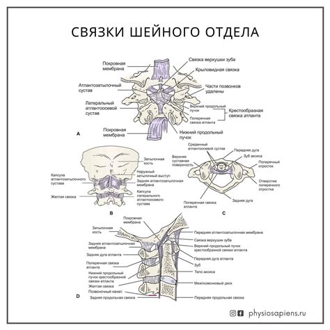 Атланто-затылочный сустав - KinesioPro