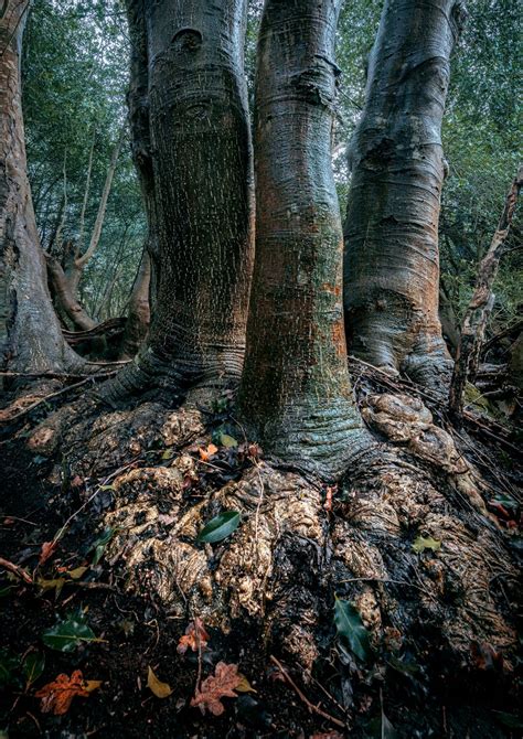 Autumn Woodland Workshop Photography Tuition - Gill Moon Photography