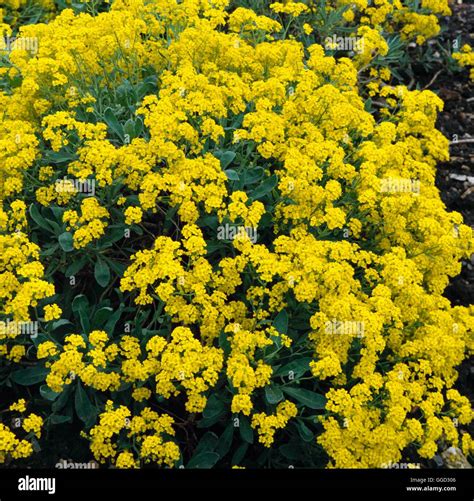 Aurinia Saxatilis Agm Syn Alyssum Saxatile Alp000430 Stock Photo