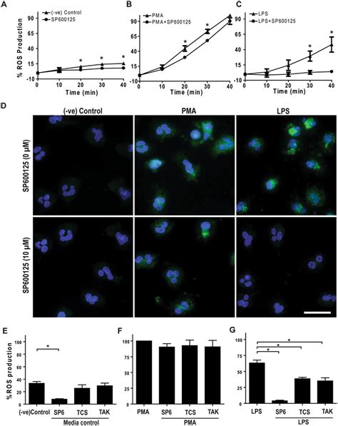 Lps Mediated Ros Production In Human Neutrophils Depends On Tlr